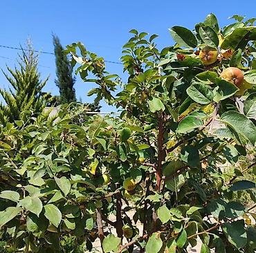 Uzunmüddətli kirayə evlər: 800 kv. m, 3 otaqlı, Qaz — 4