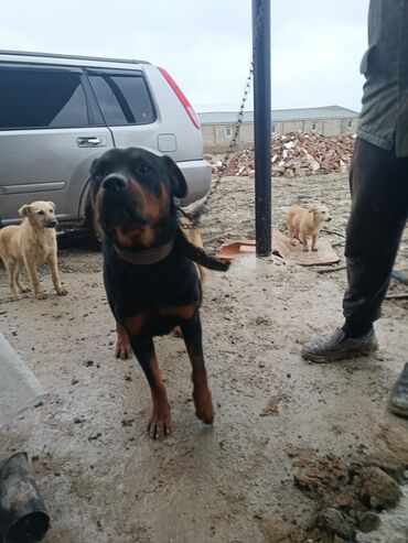 İtlər: Doberman, 2 il — 8