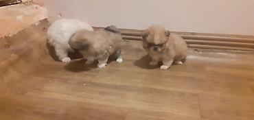 İtlər: Pekines, 1 ay, Peyvəndli — 3