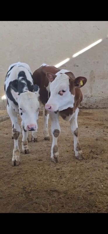 Dana, buzov: Məhsul: Dana (2 ədəd) Təsvir: - Cins tip: süd istiqamətli seleksiya – — 9