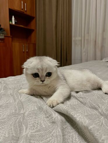стрижка кошек с выездом на дом: Скотиш Фолд (Шотландиялык шалпаң кулак), 6 айлык, Эркек, Ак, Лотокко барууга үйрөтүлгөн, Курттардан тазаланган, Документтери менен