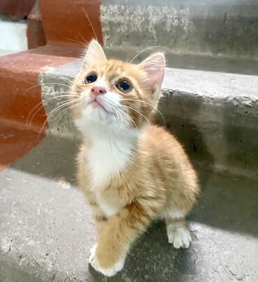 купит кошку: 2 месяца, Мальчик