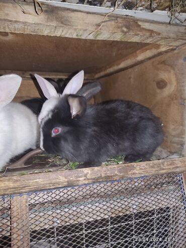 dovsan balasi satilir: Salam dovşanlar satılır 10.dan 25manata kimi ünvan Azadlıq metro