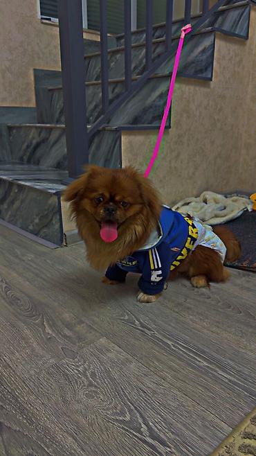 Heyvanlar: Pekines, 8 ay, Erkək, Peyvəndli, Pulsuz çatdırılma — 2