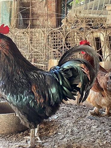 паук скакун купить: Продаю | Петух — 10