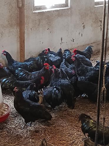 Quşlar: Avstralorp xoruzları satıram, saf qan, 5 aylıq. İstəyən gəlib yerində — 2