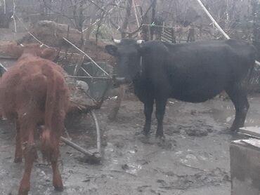 inek simental: Dişi, Simental, il: 5, | Damazlıq, Südlük