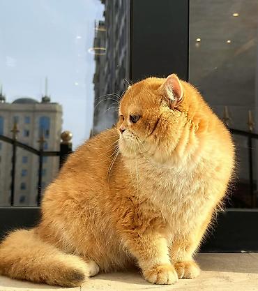 Продажа кошек: Британская короткошёрстная, 10 месяцев, Мальчик, Золотая шиншилла — 2