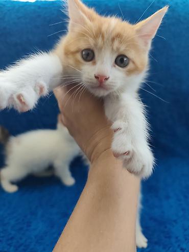 Котята Мейн-Куна, 1,5 месяца. Окрас разный. Причины к лотку. Едят уже at lalafo.kg Котята Мейн-Куна, 1,5 месяца. Окрас разный. Причины к лотку. Едят уже