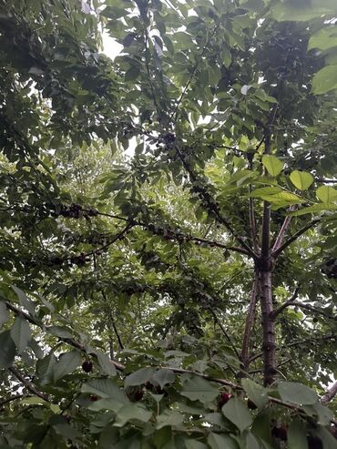 Torpaq sahələrinin satışı: Kənd təsərrüfatı, Kupça (Çıxarış) — 14