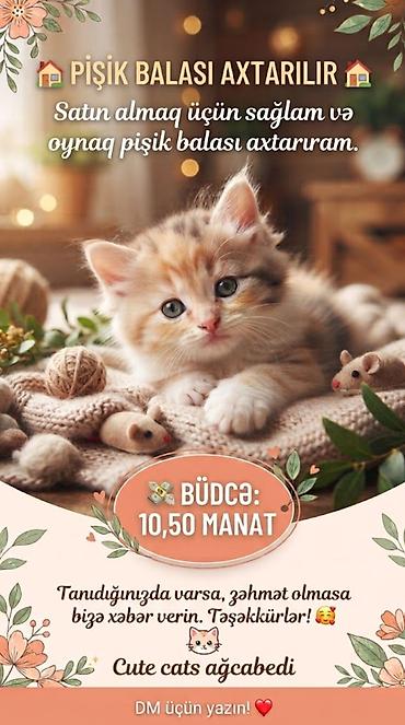 pisik satisi ucuz: Rayonlara çatdırılma — 1