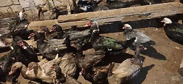 geref qus: LAL ÖRDƏK - Növ: Lal ördək, krasnadar, amerikan sortu (Muscovy — 3