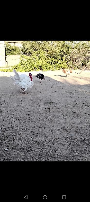 qizil baliq satisi: Mayalı hinduşka yumurtası SATILIR. Xahiş olunur kimə lazımdır qeyd — 5