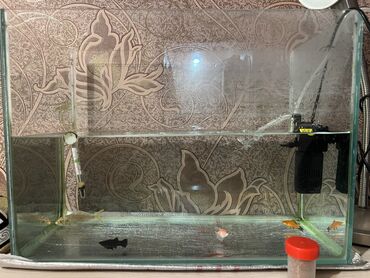 аквариум с рыбками цена бишкек: Аквариум с рыбками