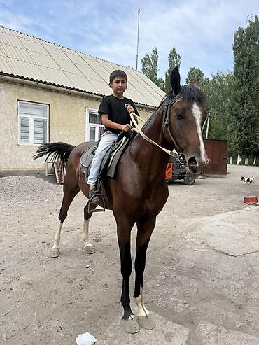 кони: Продаю | Конь (самец), Жеребенок | Полукровка, Английская, Арабская | Для разведения, Конный спорт | Племенные — 2