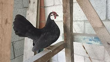 qarğa balası satılır: Minorka ag qulaq yumurtası satılır yalnız — 4