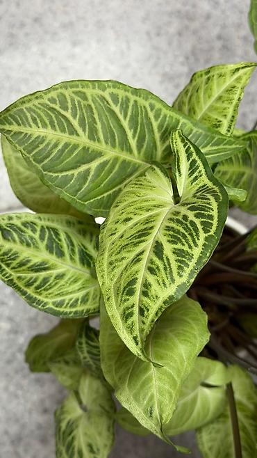 сингониумы: Сингониум (Syngonium podophyllum) с эффектной вариегацией листьев. - — 3