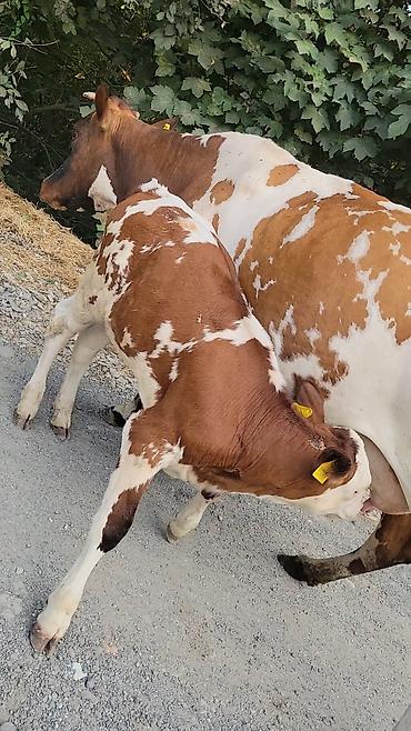 jersey cinsi: Smental Qırmızı-ağ rəngli inək və yanında bala dana. Şəkillərdə dana — 1