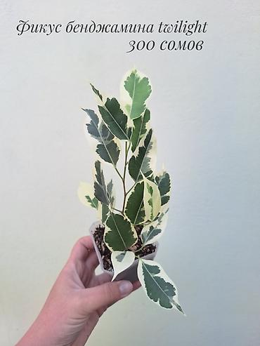 Фикустар: 🪴 Фикусы разных сортов в продаже. 🌿 Названия сортов и цены указаны на — 7