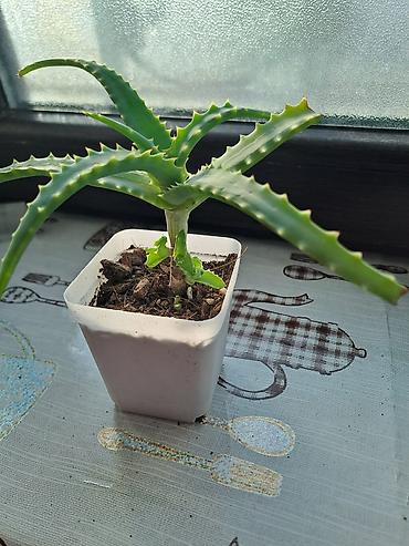 ətirşah bitkisi: Aloe (sukkulent) – qara plastik saksıda 2 ədəddir - Növ: Aloe — 3