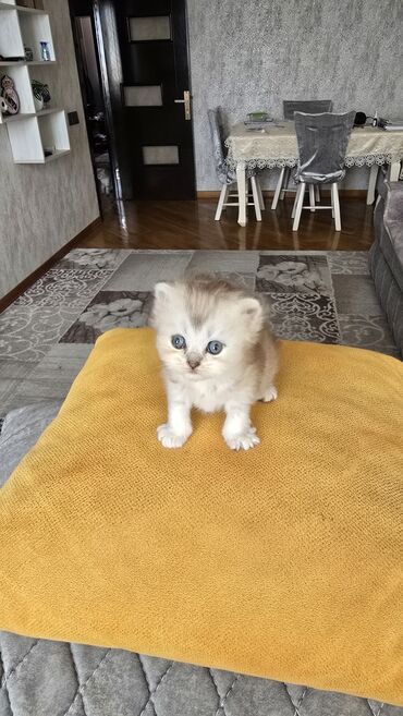 scottish fold qiymeti: Şotland, Dişi