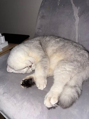 Зоотовары: Продается котик 1 год Привитый, Проглистованный, Кастрированный — 4