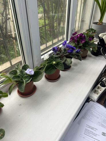Другие комнатные растения: Продаю фиалки