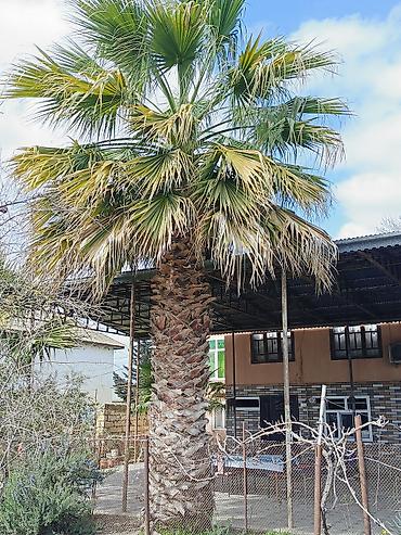 altay su matoru: Meksika Fan Xurması (Washingtonia robusta) – həyət və bağ üçün — 2