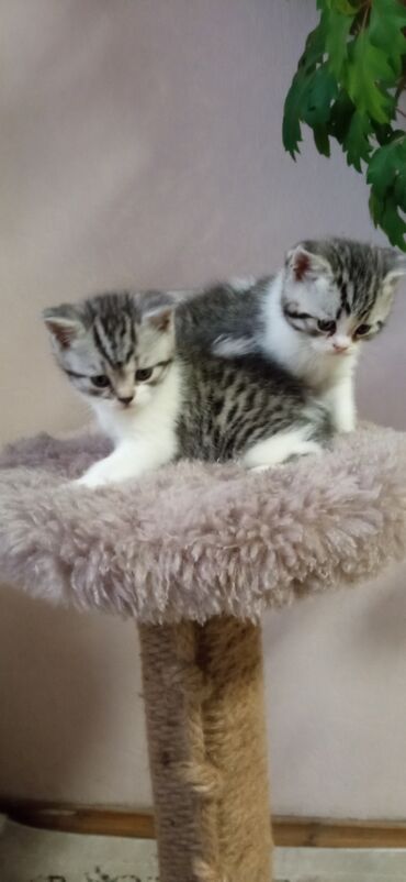 Коты: Шотландские котята,два мальчика