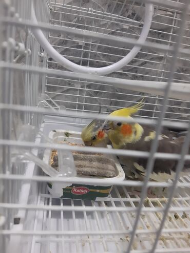 кольчатый попугай цена: Məhsul: Nimfa (Cockatiel) cütü və qəfəs dəsti - Növ: Nimfa