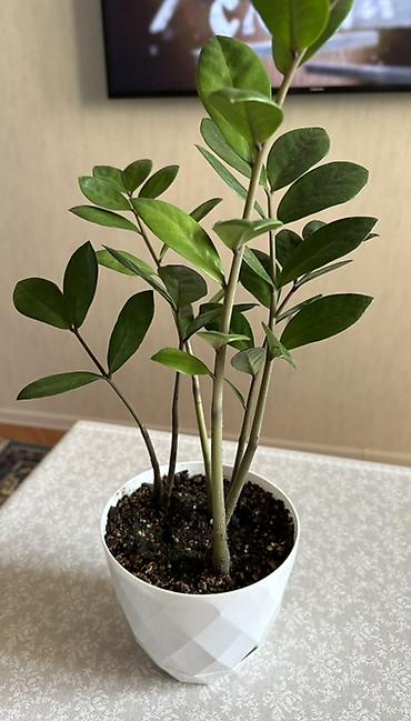 ev bitkisi: Zamioculcas zamiifolia (ZZ bitkisi) – dekorativ otaq bitkisi - Parlaq — 5