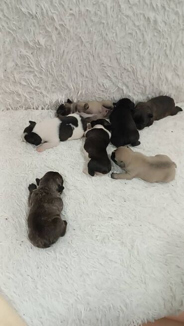 Продажа собак: 1 месяц, Самец, С прививкой, С родословной