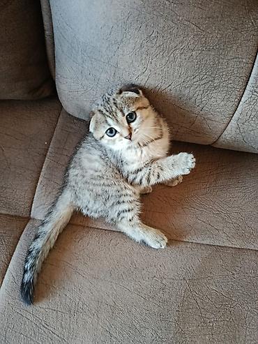 Кошки: Шотландская вислоухая — 2