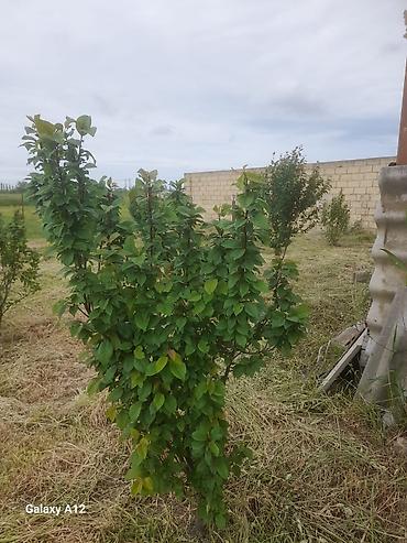 Tinglər: Meyvə ağacları – yerüstü köklü kollar - Növ: daş meyvə ailəsi — 11