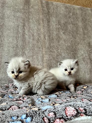Pişiklər: Şotland, Yaxşı əllərə — 5