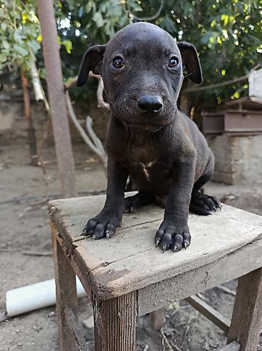 İtlər: Pitbul, 2 ay, Erkək — 1