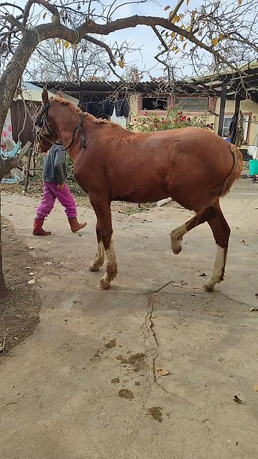 Лошади, кони: Продаю | Жеребенок | Дончак | Рабочий — 9