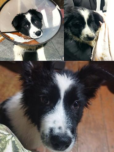 Отдам даром собаку: Собака даром: 5 месяцев, Самец, С прививкой — 8