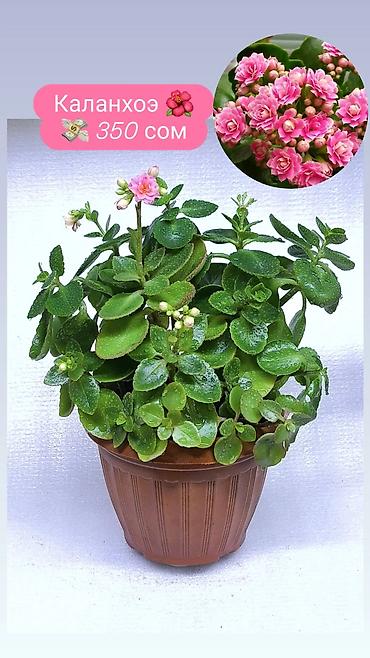 Хлорофитумы: Продаю комнатные растения, цветы . Пассифлора кализия розовая пантера — 5