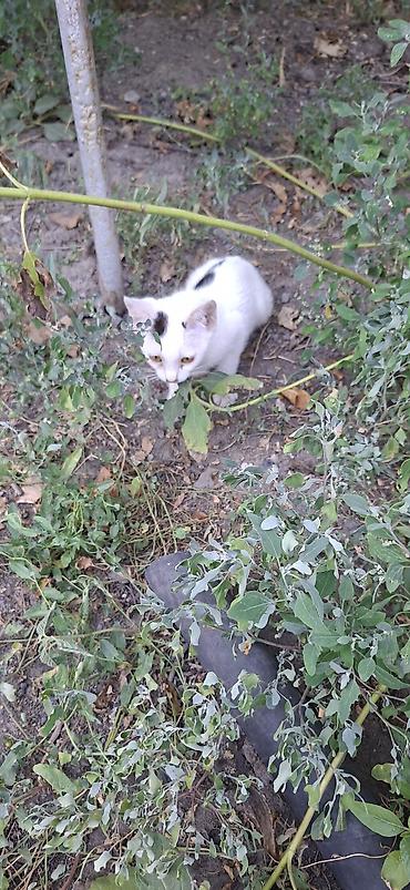 коты бишкек: Котята, белые с пятнышками серого и чёрного цвета. Короткошёрстные, с — 2