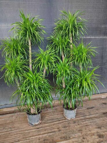 Пальмы: Пальмы Кофейное деревоПальмы,Фикусы и тд — 25