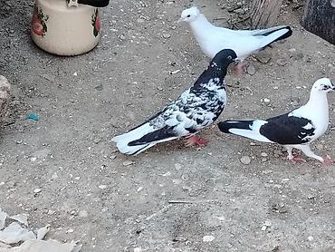 göyərçin satışı: Salam hazir cutduler bala veren quslardi maşdagadadilar 0516831165 — 4