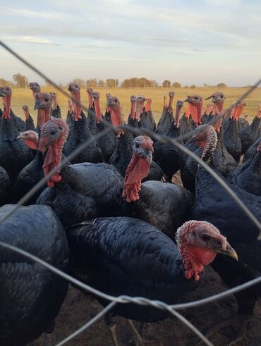 купить породистую собаку: Продаю | Индюк (самец) | Черный принц | Для разведения | Племенные