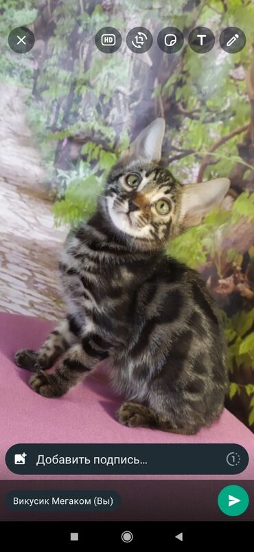 Продажа кошек: Друзья !!! питомник Бен Гла Мур с радостью предлагает новый помет. от — 2