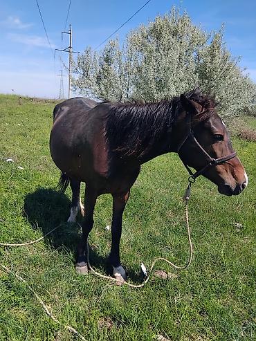 Лошади, кони: Продаю | Кобыла (самка) | Рабочий — 1