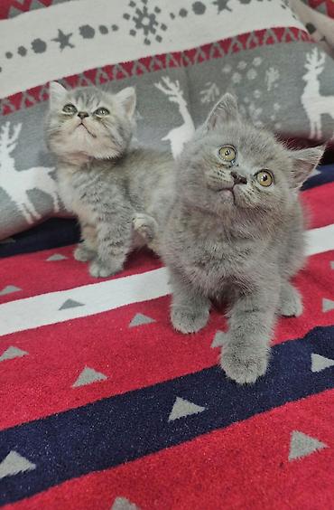 quş: Tabbi, Erkək, Yaxşı əllərə, Ünvandan götürmə — 8