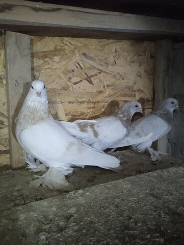 Птицы: Продаю голубей,все молодые прошлогодние.Птицу гоняю.Цены — 7