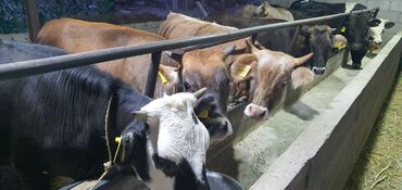 купить корм для перепелов несушек: Сатам | Кунаажын | Аргын | Бордоп семиртүү үчүн, Көбөйтүү үчүн | Асыл тукумдуу, Төл болгон жок