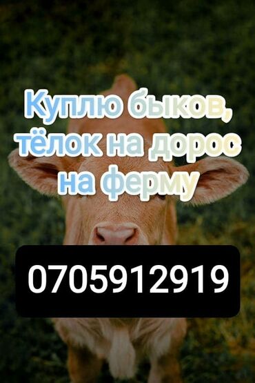 Куплю с/х животных: Куплю | Коровы, быки, Лошади, кони | Круглосуточно, На откорм, Самовывоз