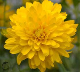 набор ключ бишкек: Рассада, садовые цветы. Золотой шар. многолетнее растение, цветёт до